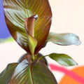 Ethiopian Banana Plant - Ensete ventricosum 'Maurelii' - Sprouts of Bristol