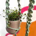 Eucalyptus Green Macrame Plant Hanger - Sprouts of Bristol
