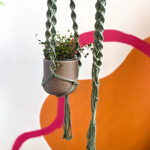 Eucalyptus Green Macrame Plant Hanger - Sprouts of Bristol