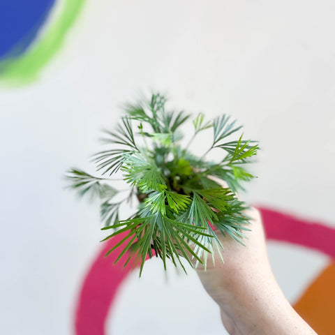 Eyelash Fern - Actiniopteris australis - Sprouts of Bristol