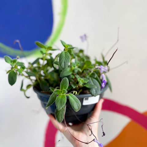 False African Violet - Streptocarpus saxorum - Sprouts of Bristol