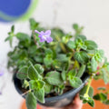 False African Violet - Streptocarpus saxorum - Sprouts of Bristol