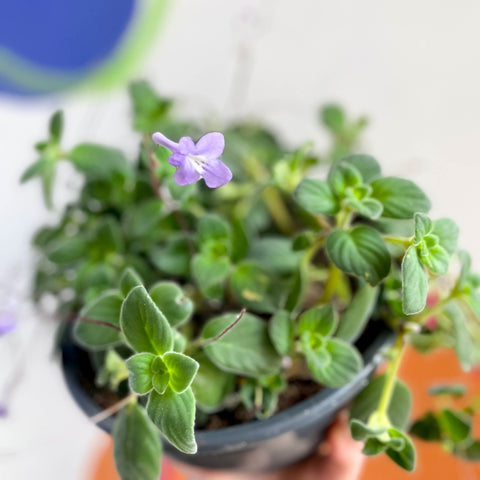 False African Violet - Streptocarpus saxorum - Sprouts of Bristol