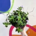 False African Violet - Streptocarpus saxorum - Sprouts of Bristol