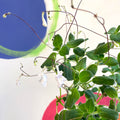 False African Violet - Streptocarpus saxorum 'White Butterfly' - Welsh Grown - Sprouts of Bristol