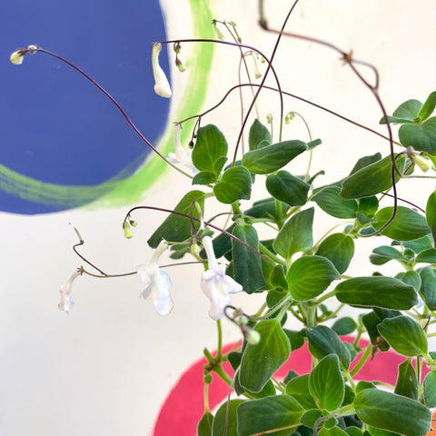 False African Violet - Streptocarpus saxorum 'White Butterfly' - Welsh Grown - Sprouts of Bristol