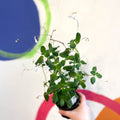 False African Violet - Streptocarpus saxorum 'White Butterfly' - Welsh Grown - Sprouts of Bristol