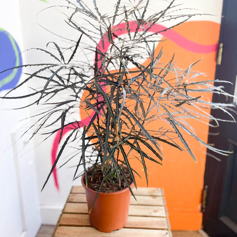 False Aralia - Dizygotheca elegantissima - Sprouts of Bristol