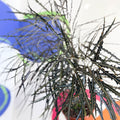 False Aralia - Dizygotheca elegantissima - Sprouts of Bristol