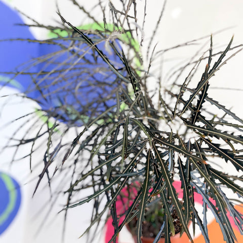 False Aralia - Dizygotheca elegantissima - Sprouts of Bristol