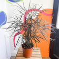 False Aralia - Dizygotheca elegantissima - Sprouts of Bristol