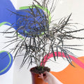 False Aralia - Dizygotheca elegantissima - Sprouts of Bristol