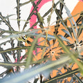 False Aralia - Dizygotheca elegantissima - Sprouts of Bristol