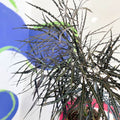 False Aralia - Dizygotheca elegantissima - Sprouts of Bristol