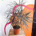 False Aralia - Dizygotheca elegantissima - Sprouts of Bristol