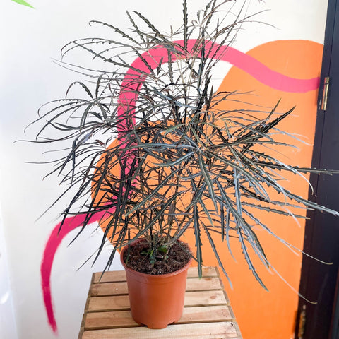 False Aralia - Dizygotheca elegantissima - Sprouts of Bristol