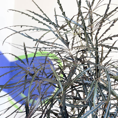 False Aralia - Dizygotheca elegantissima - Sprouts of Bristol