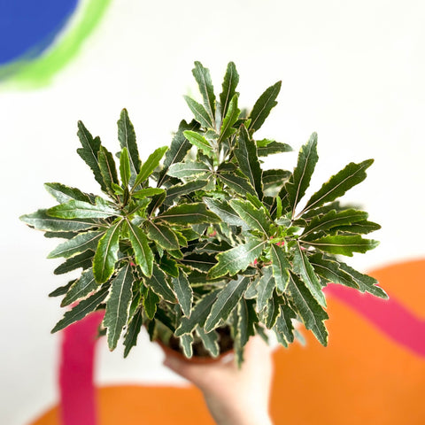 False Aralia - Dizygotheca elegantissima 'Bianca' - Sprouts of Bristol