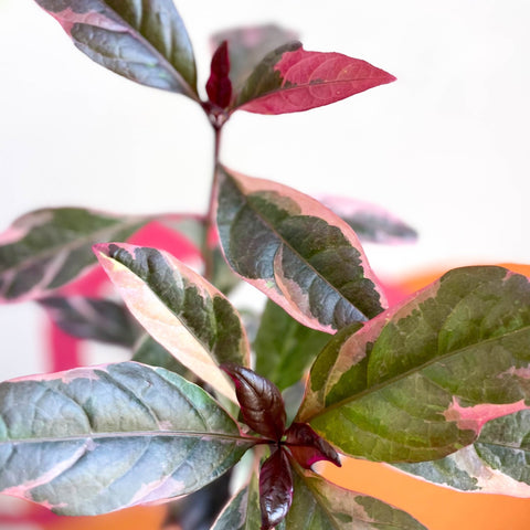 False Eranthemum - Pseuderanthemum carruthersii 'Tropicana Red' - British Grown - Sprouts of Bristol