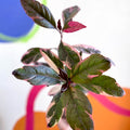 False Eranthemum - Pseuderanthemum carruthersii 'Tropicana Red' - British Grown - Sprouts of Bristol