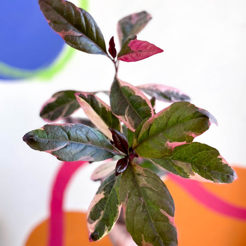 False Eranthemum - Pseuderanthemum carruthersii 'Tropicana Red' - British Grown - Sprouts of Bristol