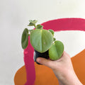 Felted Pepperface - Peperomia incana - Welsh Grown - Sprouts of Bristol