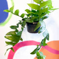 Fernleaf Cactus - Epiphyllum chrysocardium - Sprouts of Bristol
