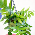 Fernleaf Cactus - Epiphyllum chrysocardium - Sprouts of Bristol