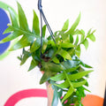 Fernleaf Cactus - Epiphyllum chrysocardium - Sprouts of Bristol