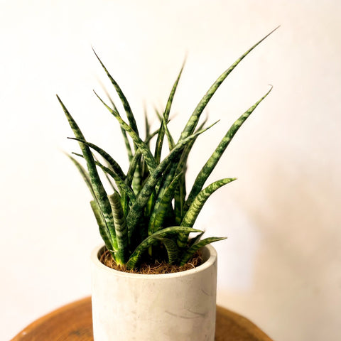 Fernwood snake plant - Sansevieria canaliculata - Sprouts of Bristol