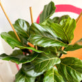 Fiddle-Leaf Fig - Ficus lyrata - British Grown - Sprouts of Bristol