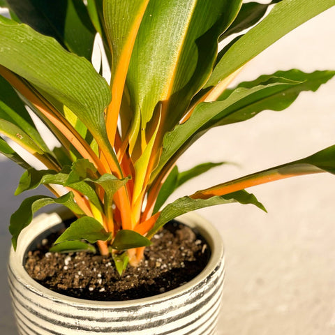 Fire Flash - Chlorophytum orchidastrum - Sprouts of Bristol