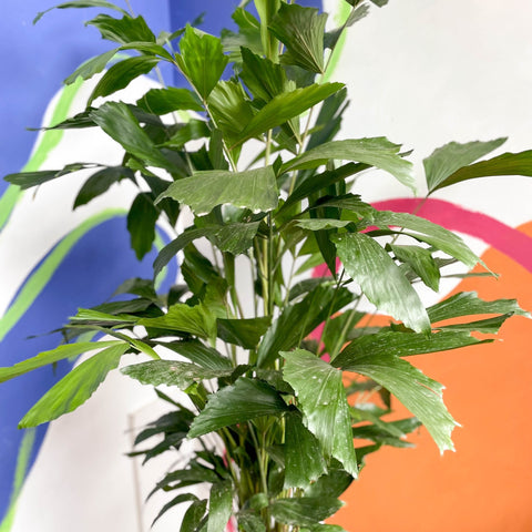 Fish Tail Palm - Caryota mitis - Sprouts of Bristol