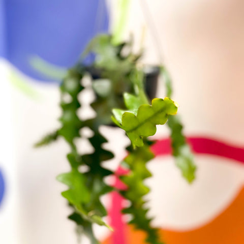 Fishbone Cactus - Epiphyllum anguliger - Sprouts of Bristol