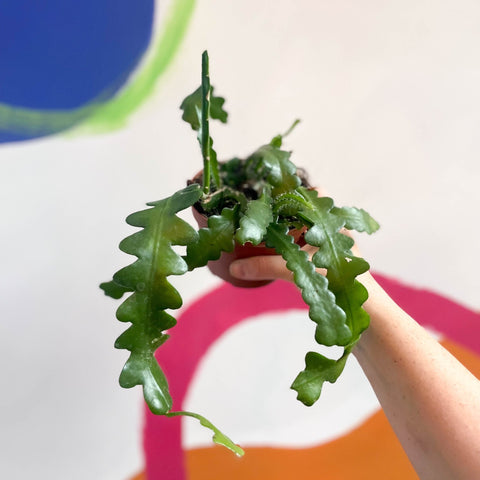 Fishbone Cactus - Epiphyllum anguliger - Sprouts of Bristol