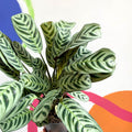 Fishbone Prayer Plant - Ctenanthe burle-marxii - Sprouts of Bristol
