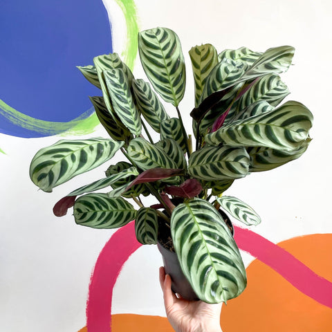 Fishbone Prayer Plant - Ctenanthe burle-marxii - Sprouts of Bristol