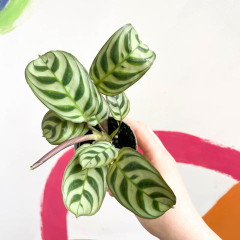 Fishbone Prayer Plant - Maranta leuoneura 'Amabilis' - Sprouts of Bristol