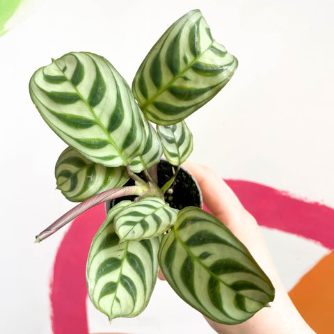 Fishbone Prayer Plant - Maranta leuoneura 'Amabilis' - Sprouts of Bristol