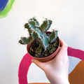 Fishbone Thistle Cactus - Euphorbia polyacantha - Sprouts of Bristol