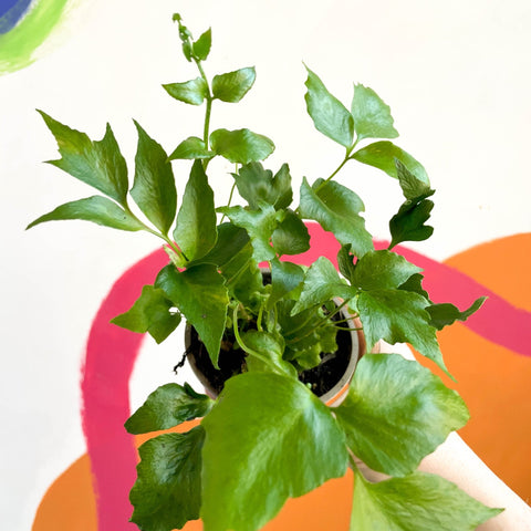 Fishtail Fern - Polystichum falcatum - British Grown - Sprouts of Bristol