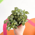 Fittonia argyroneura ‘Mosaic’ - Sprouts of Bristol