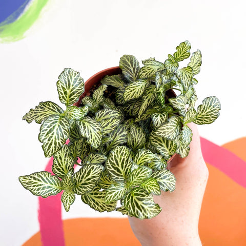 Fittonia argyroneura ‘Mosaic’ - Sprouts of Bristol