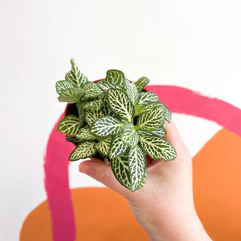 Fittonia argyroneura ‘Mosaic Whisper’ - Sprouts of Bristol