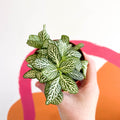 Fittonia argyroneura ‘Mosaic Whisper’ - Sprouts of Bristol