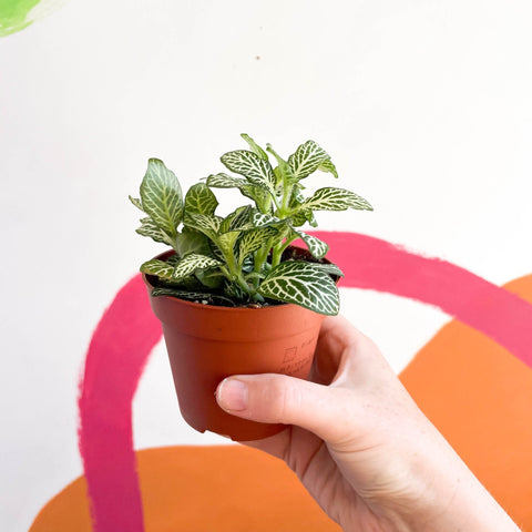 Fittonia argyroneura ‘Mosaic Whisper’ - Sprouts of Bristol