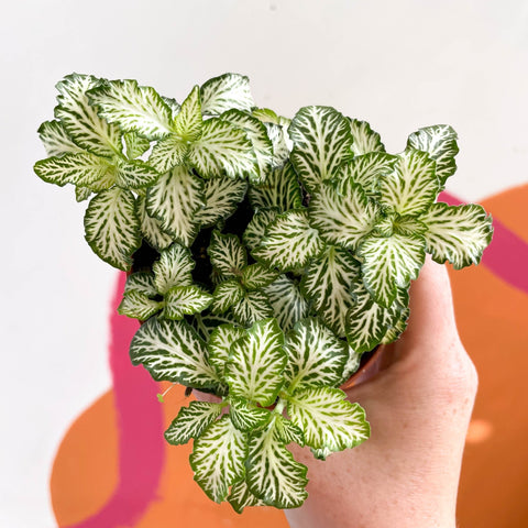 Fittonia argyroneura ‘Mosaic White Tiger’ - Sprouts of Bristol