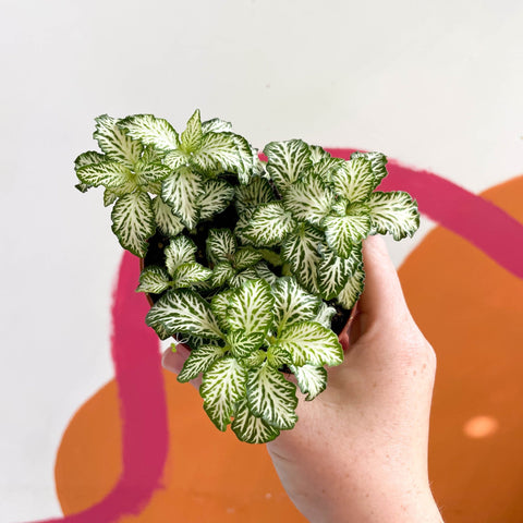 Fittonia argyroneura ‘Mosaic White Tiger’ - Sprouts of Bristol