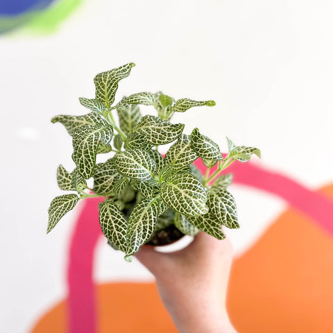 Fittonia argyroneura 'Snow Angel - Sprouts of Bristol