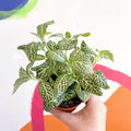 Fittonia argyroneura 'Snow Angel - Sprouts of Bristol